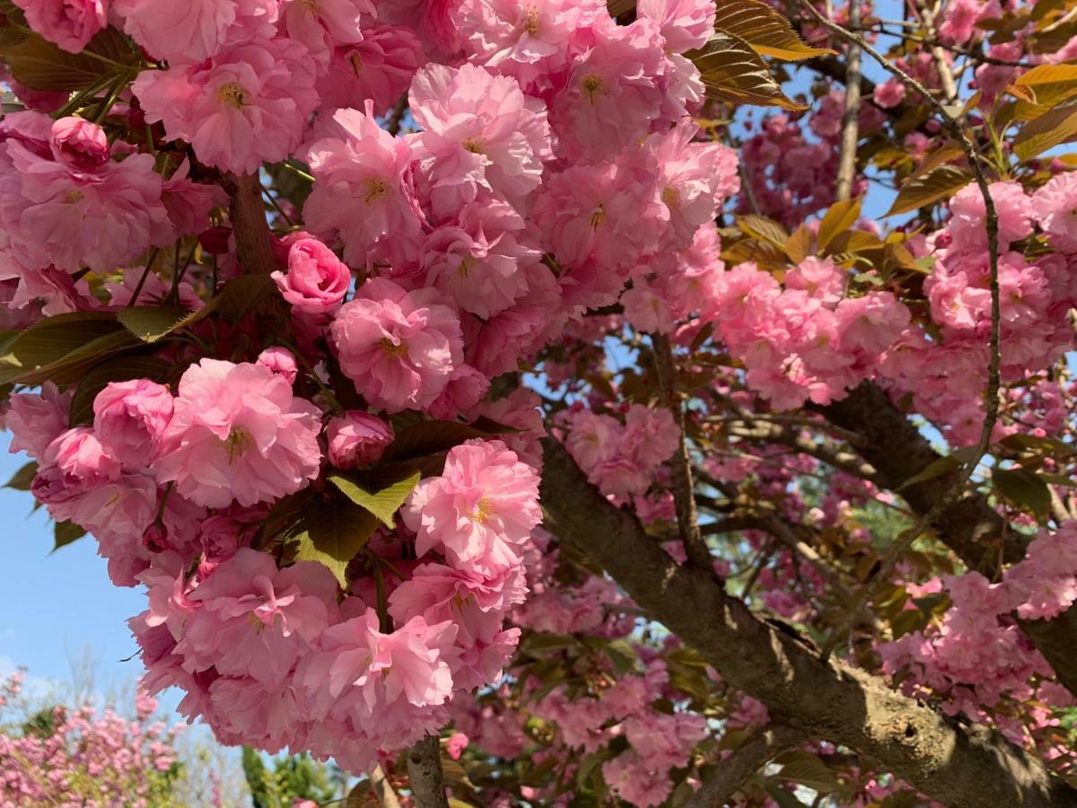 Floral Hotel - Begonia Villa Csingtao Kültér fotó